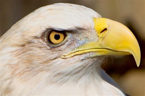 Eagle Eye Photograph by William Jobes - Fine Art America