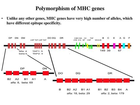 PPT - Antigens, MHC proteins, antigen presentations PowerPoint ...