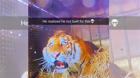 Shocked Tiger / He Realized He Not Built For This | Know Your Meme