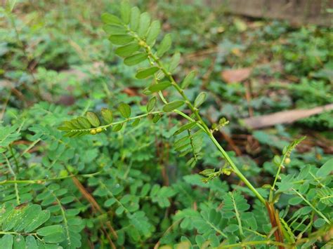 Chamberbitter Herb Plant Profile - Weeds and Deeds