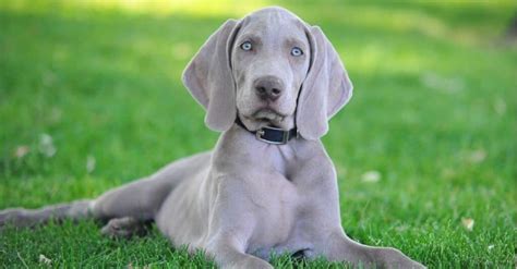 What Is A Blue Dog Breed