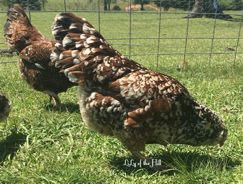 Spangled Russian Orloff Hatching Eggs - Lily of the Hill Farm