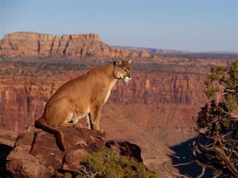 Amazing Jumping Puma Photos