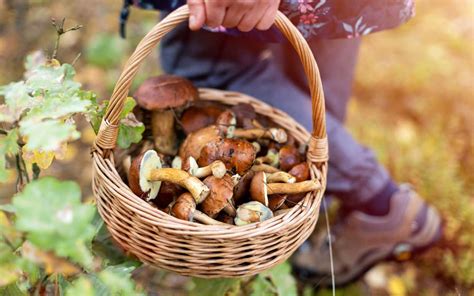 A beginner’s guide to safe wild mushroom foraging