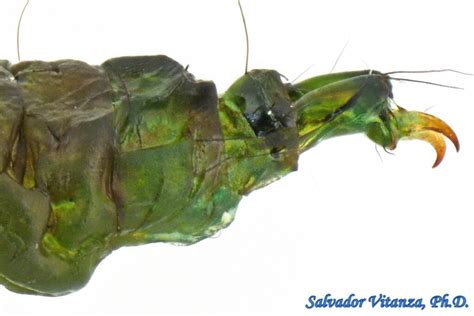 Trichoptera-Hydrobiosidae-Atopsyche-Caddisflies LARVA (H) - Urban Programs - El Paso County