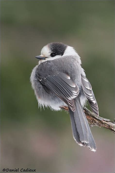 Canada's National bird is not what i thought it was : r/ImagesOfCanada