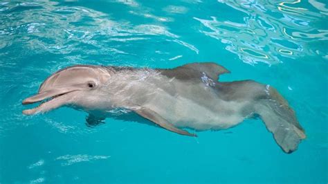 Winter the Dolphin - Clearwater Marine Aquarium