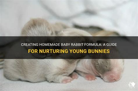 Creating Homemade Baby Rabbit Formula: A Guide For Nurturing Young ...