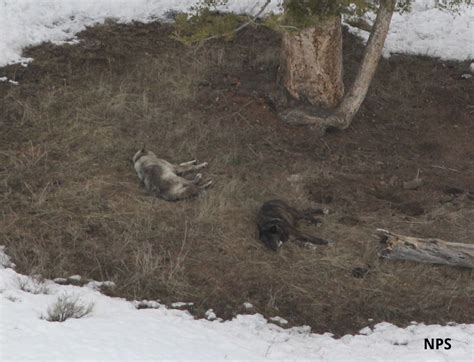 Yellowstone's Wolves and Packs: Citizen Science