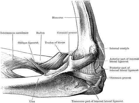 Inner Aspect of the Elbow Joint | ClipArt ETC