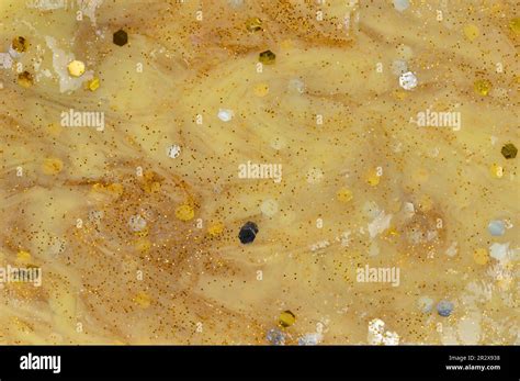 Texture of yellow slime background. Glittery gold color pattern Stock ...