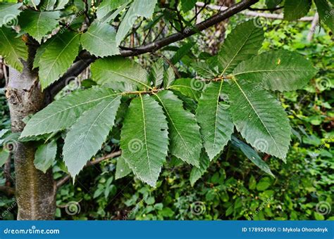 Chestnut - Sweet Chestnut - Leaves in Autumn Colours - Colourful ...