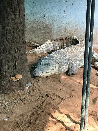 Guindy Snake Park (Chennai (Madras)) - 2019 All You Need to Know BEFORE You Go (with Photos ...