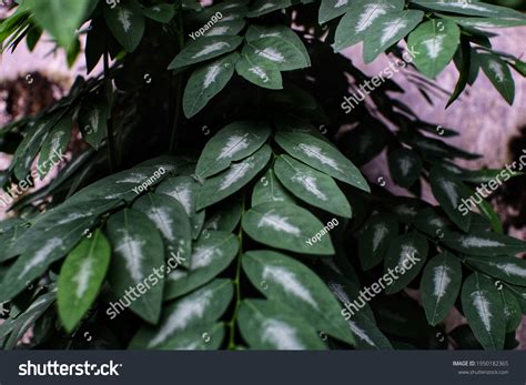 Katuk Tree Sauropus Androgynus Benefits Katuk Stock Photo 1950182365 ...