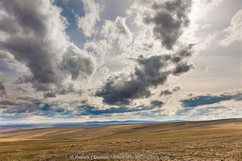 AlaskaPhotoGraphics | Western Arctic caribou herd, NPRA