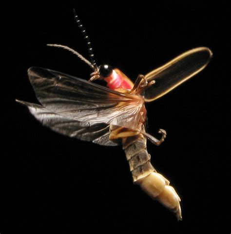 File:Photinus pyralis Firefly 2.jpg - Wikipedia