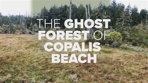 The ghost forest of Copalis Beach | king5.com