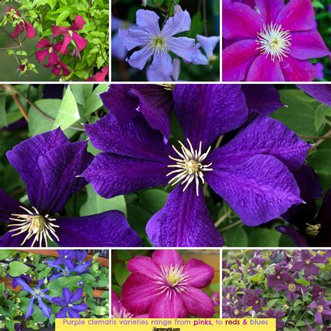 Most Popular Purple Clematis Varieties in North America - GardensAll