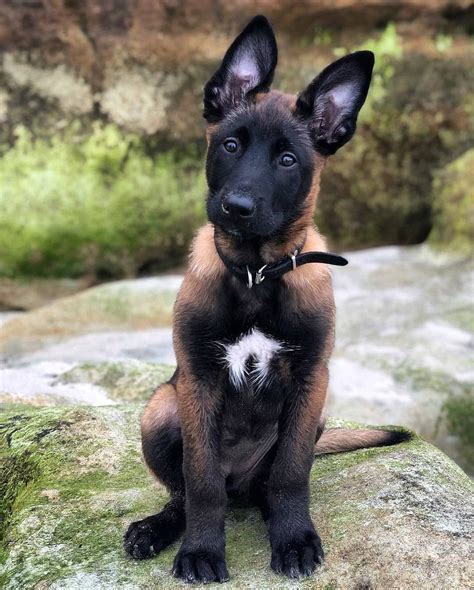 Malinois World on Instagram: “TAP the link in my bio @malinoisworld to ...