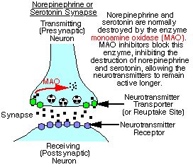 common mao inhibitor - Google Search | Nursing education, Neurons ...