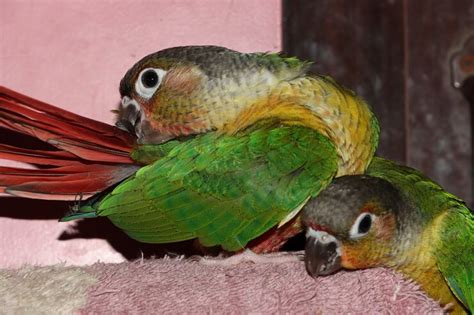 Green-Cheeked Conure: Personality, Care And Nutrition - We're All About Pets