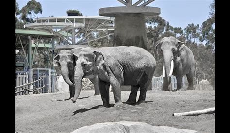 San Diego Zoo, Elephant Odyssey Exhibit