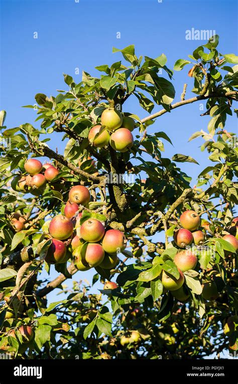 Old apple tree hi-res stock photography and images - Alamy