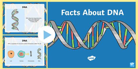 Facts About DNA PowerPoint - Basic Genetics PowerPoint