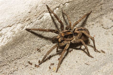 Wolf spider bite: Symptoms, treatment, and prevention