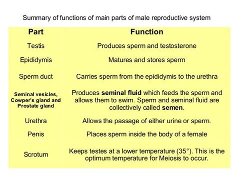 Organs Of Male Reproductive System And Their Functions - Male ...