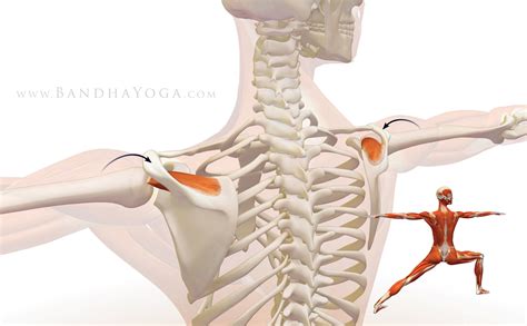 The Daily Bandha: Shoulder Biomechanics, Part III: The Supraspinatus Muscle