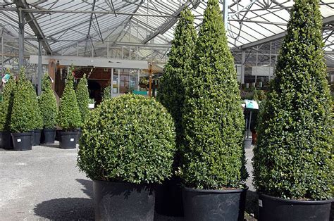 Specimen Shrubs - Bellis Brothers Garden Centre and Farm Shop