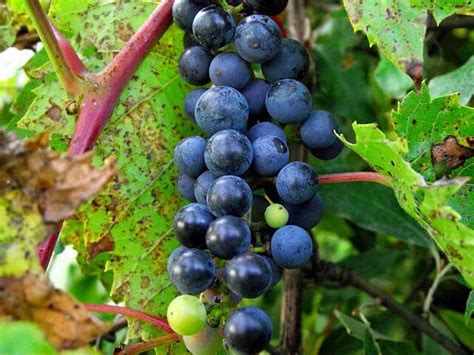 Are Wild Grapes Edible? Exploring The Fruit of Wild Grape Vines - Eat ...