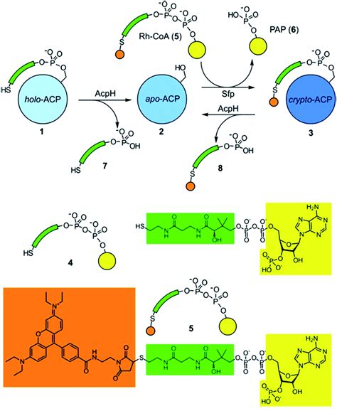 Resin supported acyl carrier protein labeling strategies - RSC Advances ...