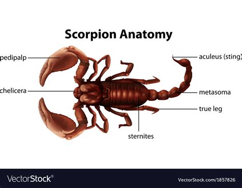 Scorpion Anatomy Royalty Free Vector Image - VectorStock