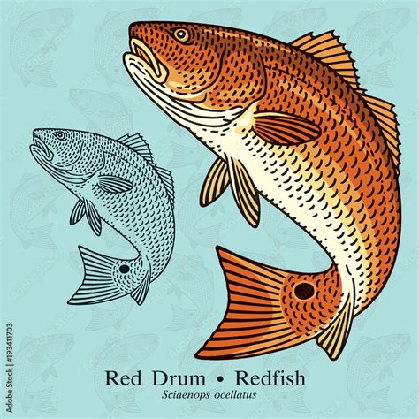 Vetor de Red Drum, Redfish. Vector illustration with refined details ...