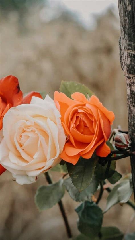 Orange and White Rose Wallpaper