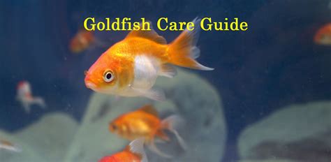 how to take care of goldfish | Goldfish, Goldfish care, Aquarium online