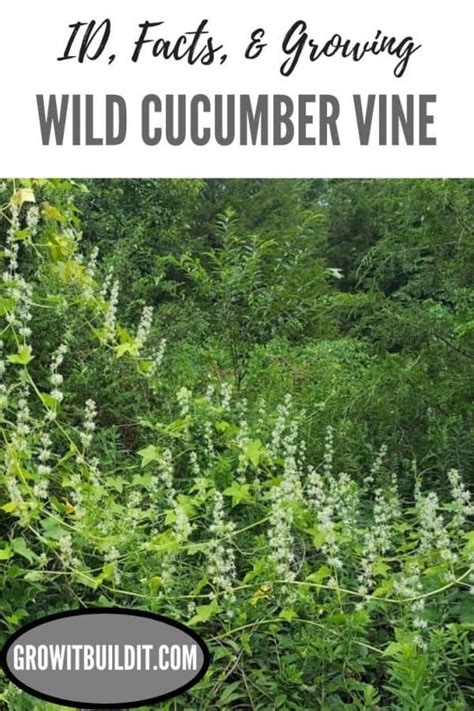 Wild Cucumber Vine – Facts, Info, Control, Growing – GrowIt BuildIT