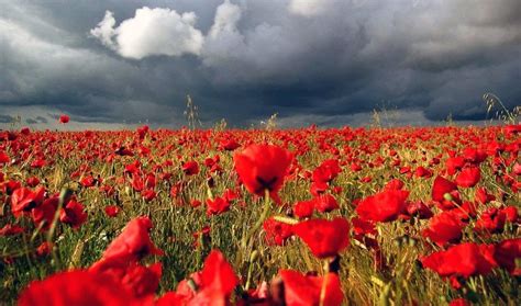 in flanders fields the poppies blow between the crosses row on row ... | Poppies, Field ...