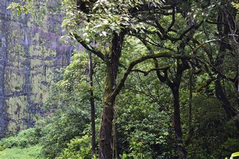 Waimoku Falls Information, Photos & More | Maui Hawaii