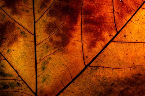 Leaf Macro Photography Tips & Tricks - Adaptalux.com