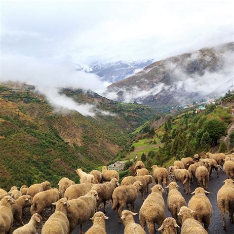 Himachal plans to improve Gaddi sheep - Sun Post