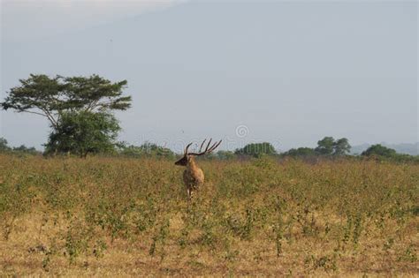 A Deer Poses in the Savanna of Baluran National Park, Banyuwangi ...