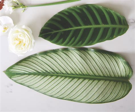 Arrangement Tip: Preparing Tropical Leaves - Flower Magazine