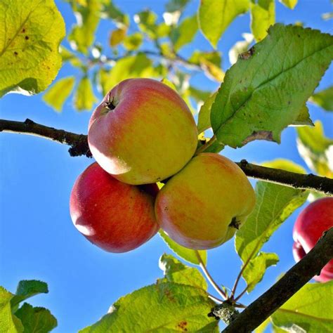 Apple Ein Shemer - Semi Dwarf - Buy Plants Online | Pakistan Online Nursery