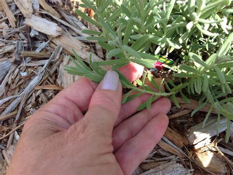 How to grow lavender from cuttings - B+C Guides