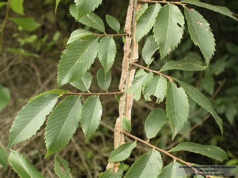 Louisiana Plant ID | Ulmus alata (winged elm)