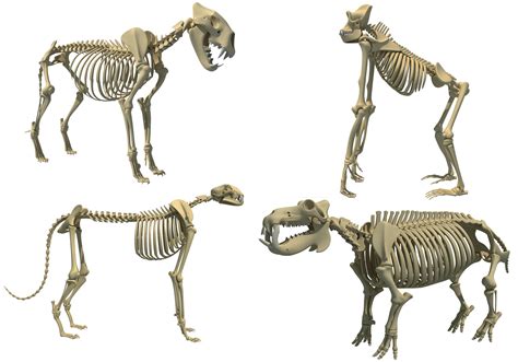 Animal Skeleton 3D Models 3D model | CGTrader