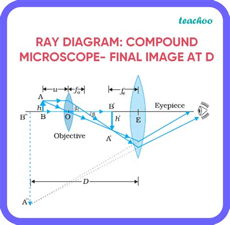 Labelled Diagram Of Compound Microscope